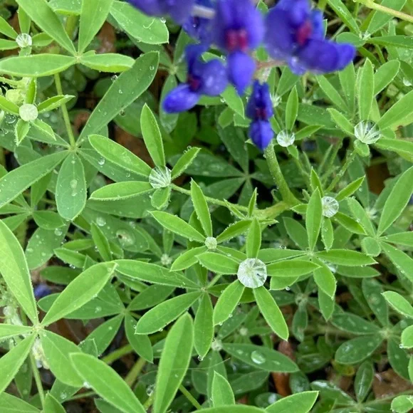 50 Seeds Texas Bluebonnet Wildflower Lupinus texensis Flower Seeds Garden - Picture 11 of 16